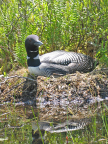 loon