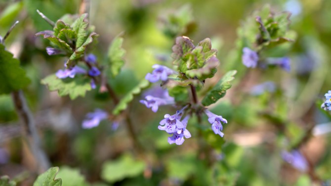 Ground ivy