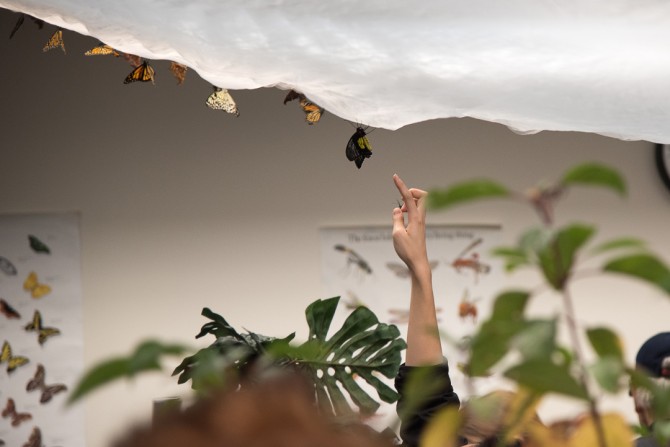 visitor touches butterfly