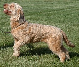 Lancelot, one of the Briard-mix dogs who was blind since birth