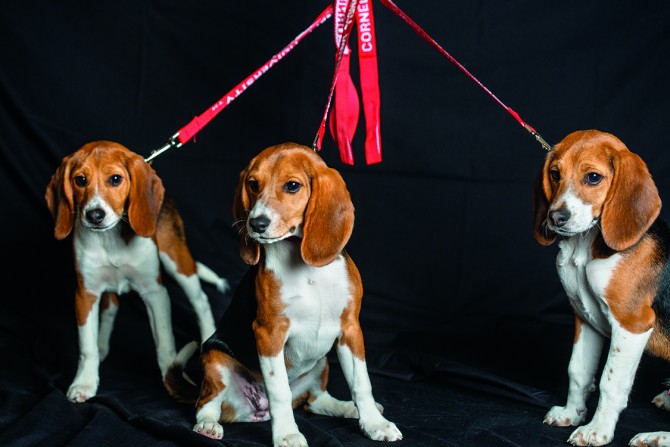 beagle puppies