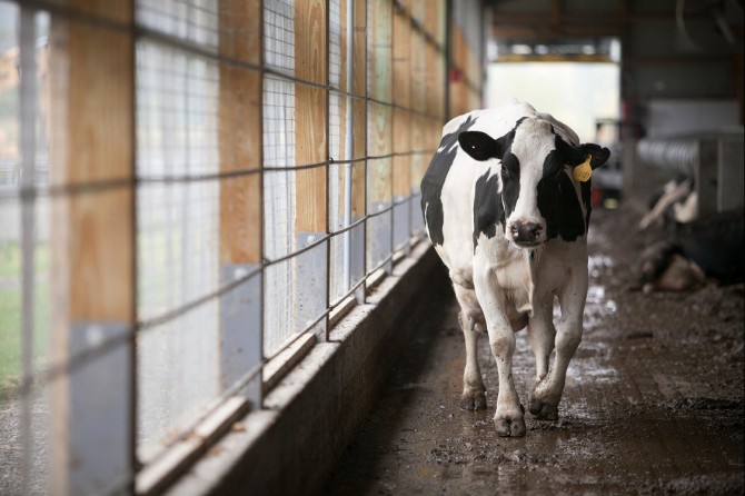 Cow in CALS barn