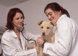 a puppy at the Tompkins County SPCA 