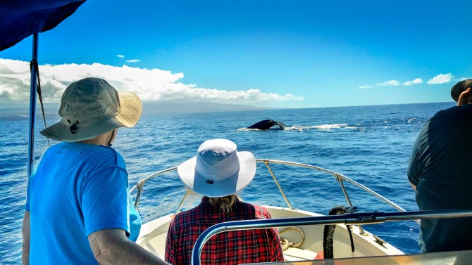 Whale songs recording