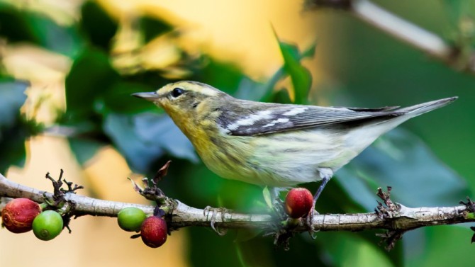 Blackburnian Warbler 