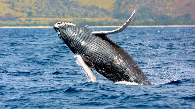 humpback whale