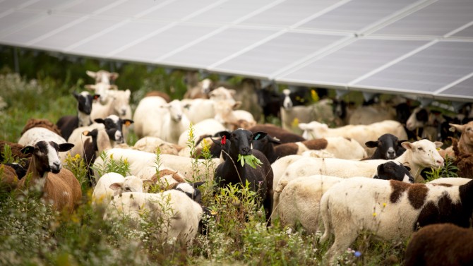 herd of sheep graze