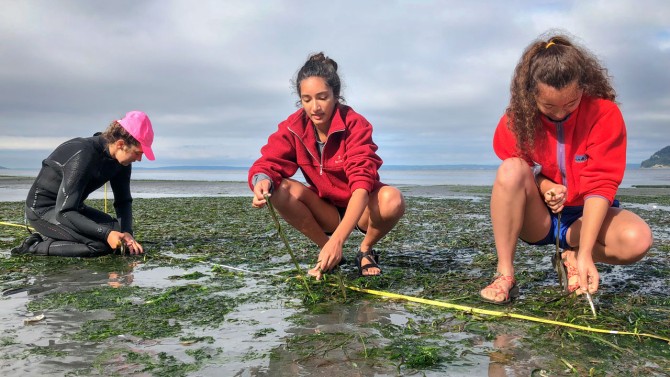Members of the Harvell Lab examine the health of eelgrass at low tide.