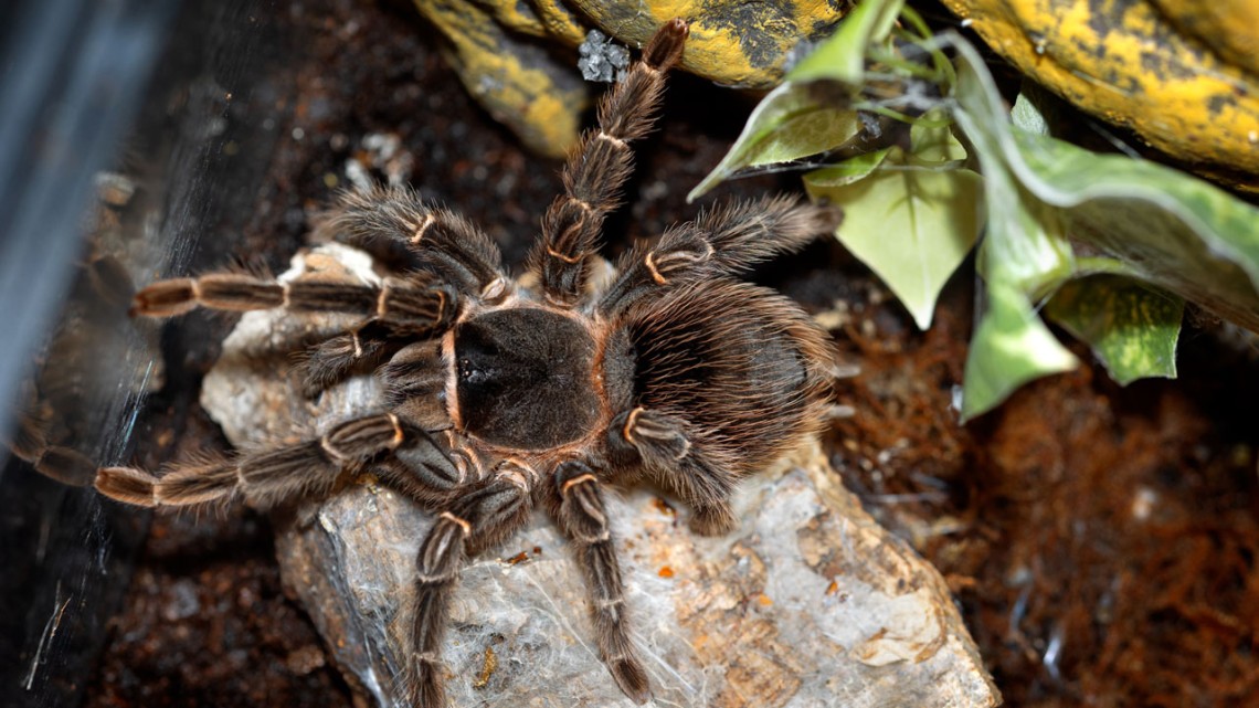 Tarantula