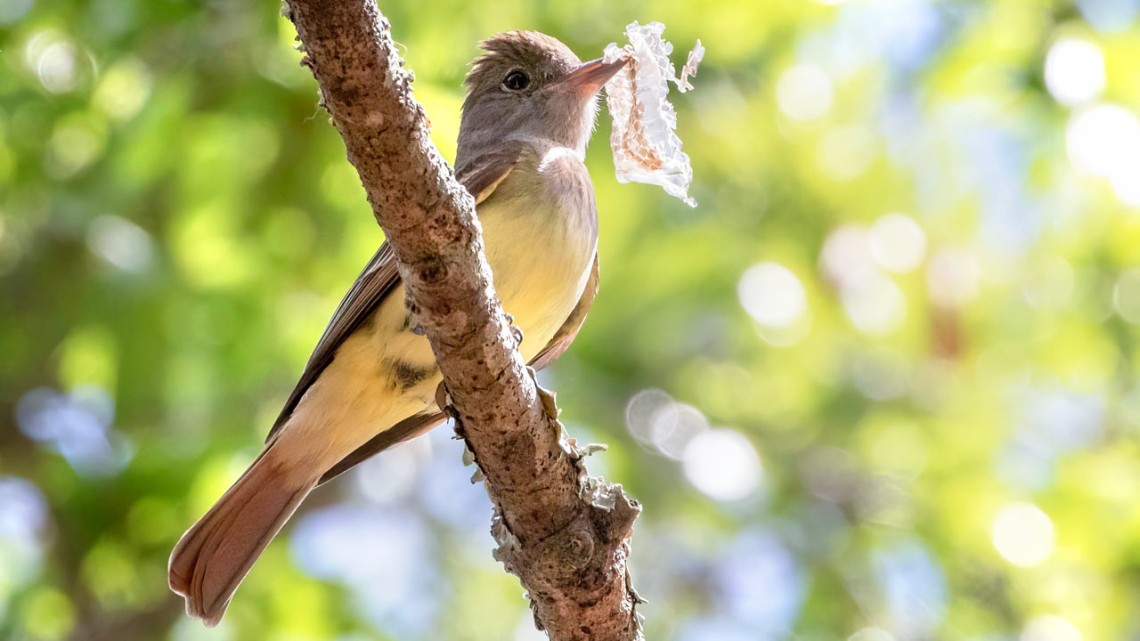 The great-crested flycatcher is notorious for using shed snake skin in its nest construction.