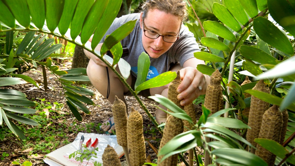 A woman examines plants.